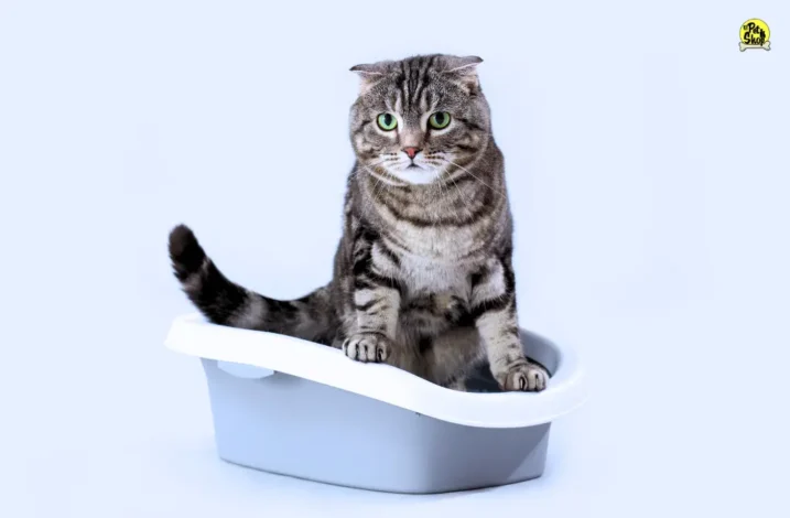 Cute Cat arena para gatos.