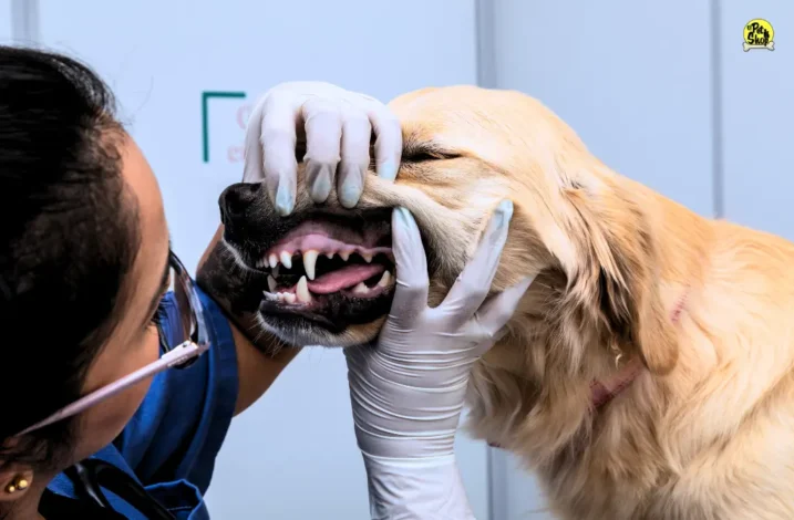 Veterinaria cerca de mi en Miraflores.