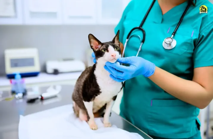 Azodyl y N&D Prime, delivery