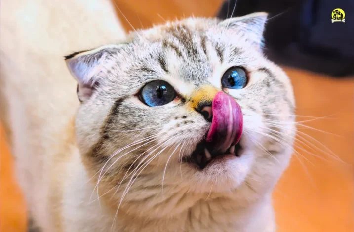 Azodyl y N&D Prime en Miraflores.