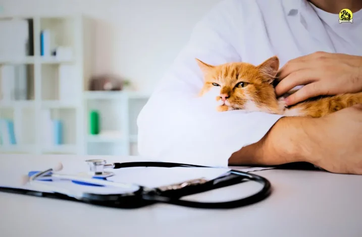 Cuidado de los gatos.