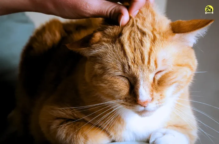 Portada de Cómo cuidar la salud de tu gato