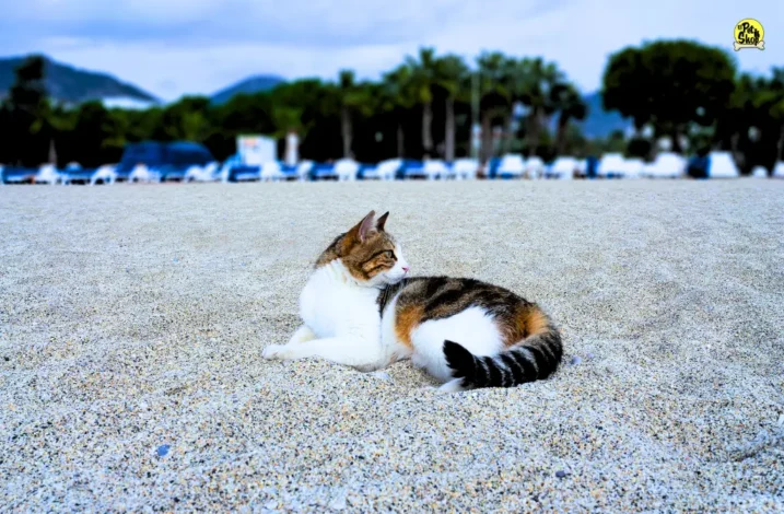 Cómo cuidar la salud de tu gato