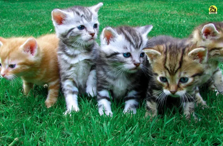 Aprende a cuidar la salud de tu gato