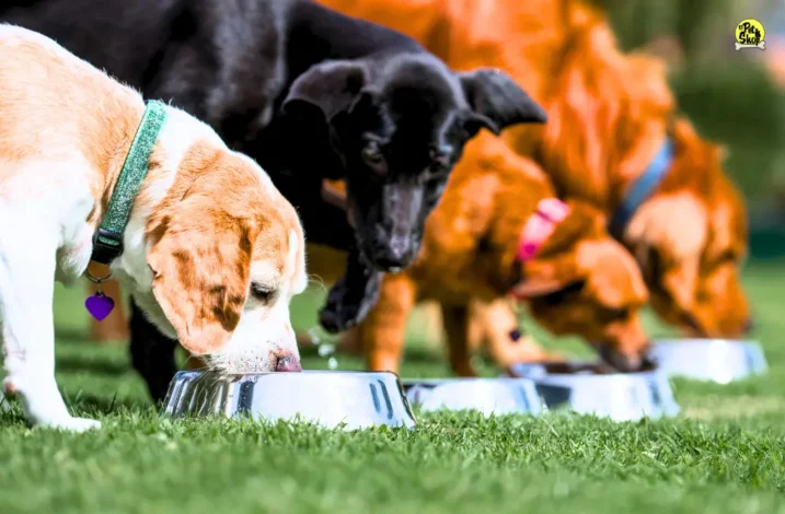 Imagen de perros comiendo en cumpleaños de perro.