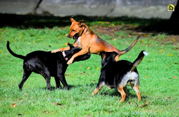 Fiestas para perros en Lima.
