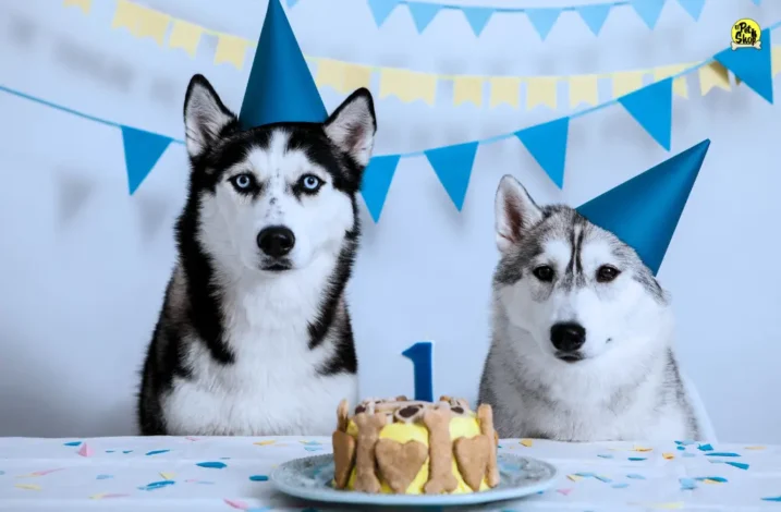 Cumpleaños para perros, portada del artículo.