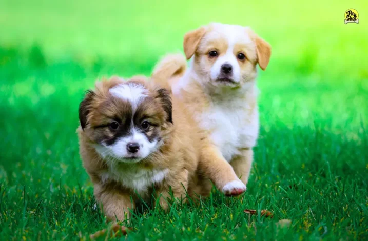 Perros saludables en Miraflores.
