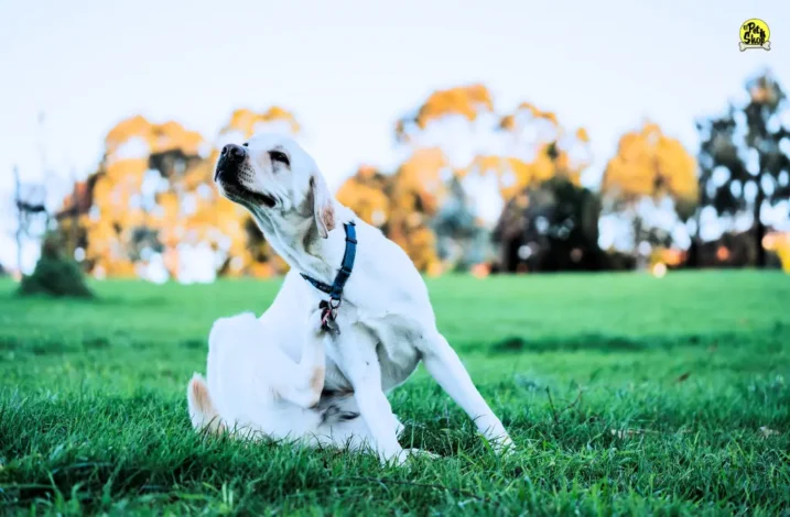 Perros saludables en familia.
