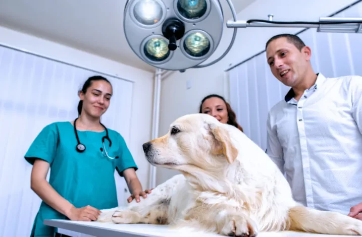 Perros saludables y felices.