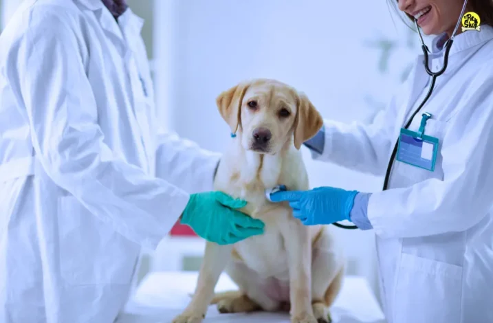 Mascotas saludables.