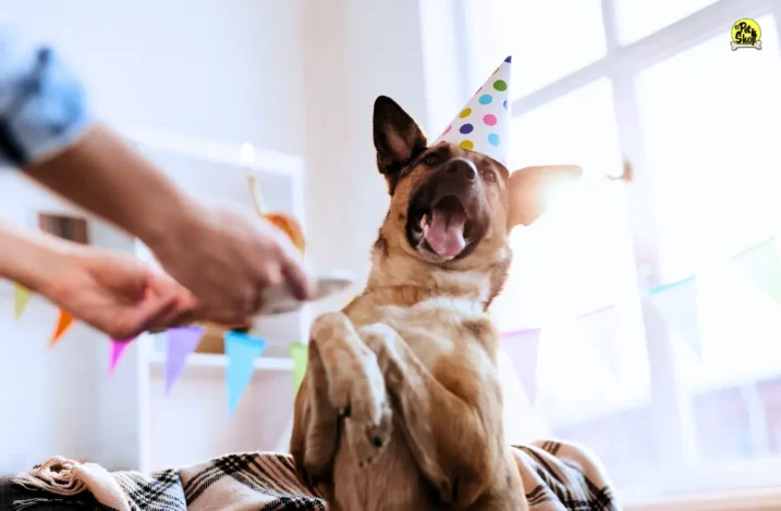 Organiza el cumpleaños de tu perro.