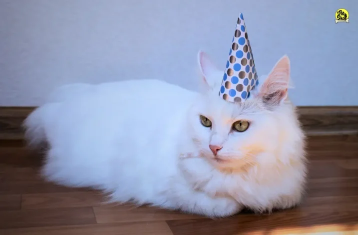 cumpleaños de tu perro en Miraflores.