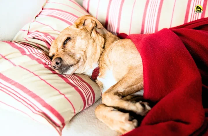 Insuficiencia renal en perros, recomendaciones.