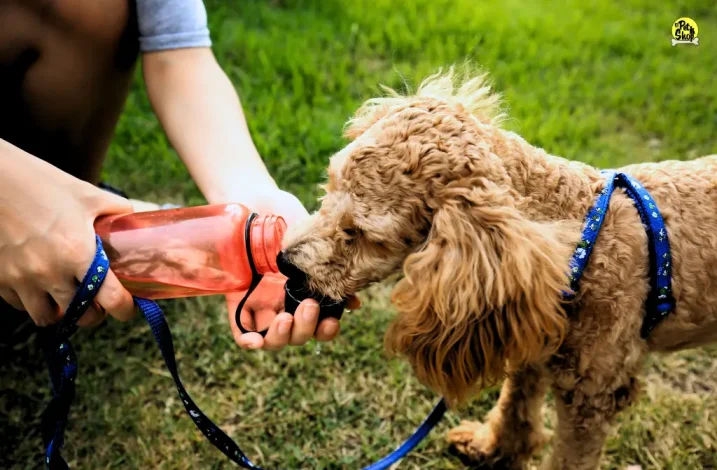 Como prevenir la insuficiencia renal en perros, recomendaciones.