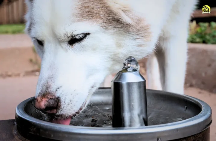 Recomendaciones sobre insuficiencia renal en perros.