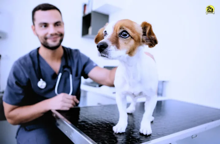 Recomendaciones para perros.