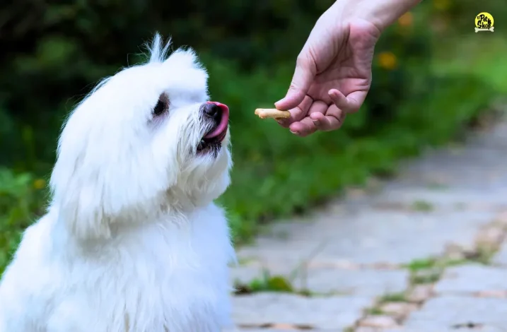 Snacks deshidratados para perros en Miraflores.