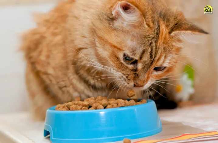 Articulo sobre dieta natural para gatos adultos.