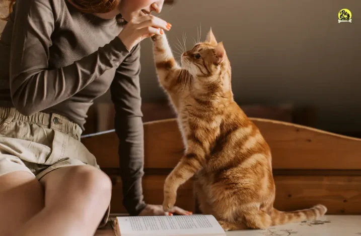 Comidas recomendadas,  El Pet Shop.