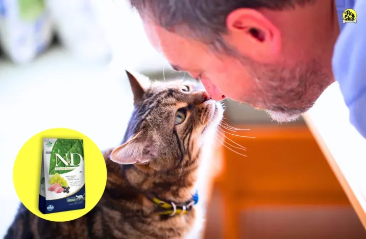 Comida para gatos adultos, portada del artículo