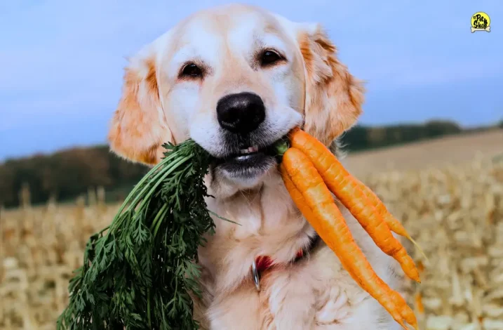 Probióticos para perros en Miraflores.