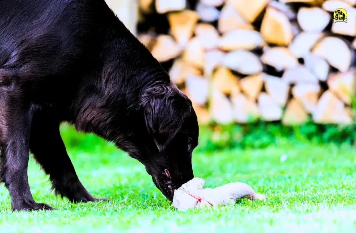 Probióticos para perros, Azodyl.