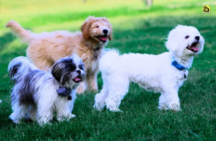 comida para perros pequeños en Lima