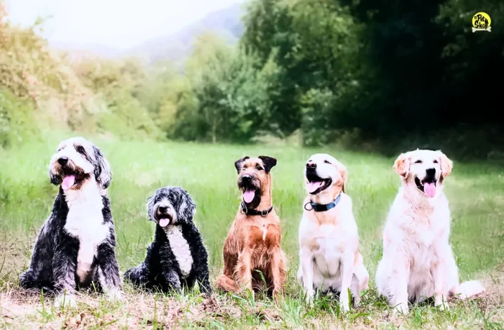 cumpleaños para mascotas en Lima