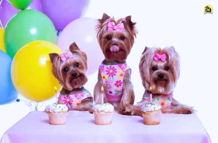 cumpleaños para mascotas, postres.