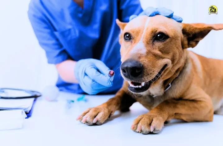 Artículo sobre la vacunación canina.