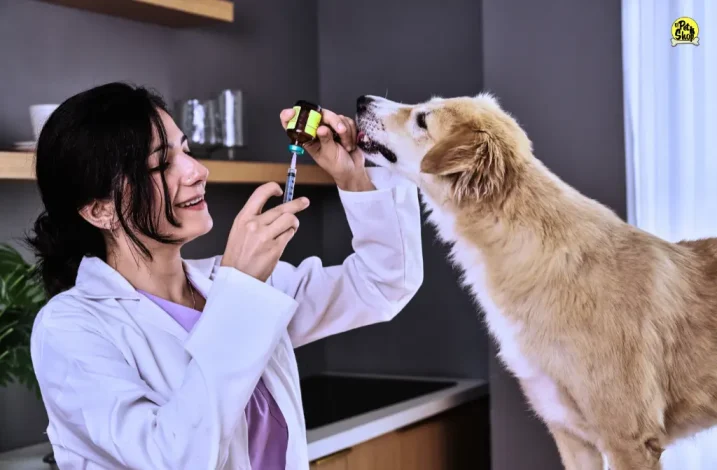 Portada de artículo: Vacunación canina: calendario, frecuencia y vacunas esenciales.
