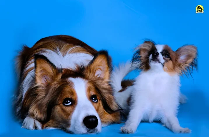 Brit Care, comida para perros adultos.