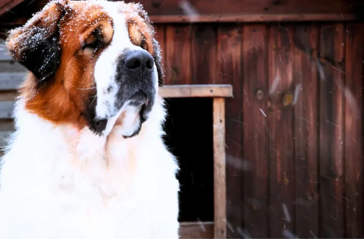 Opciones de comida para perros adultos.