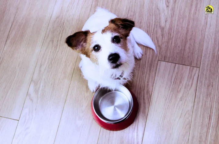 Diferencias de comida para perros adultos de raza grande y pequeña.