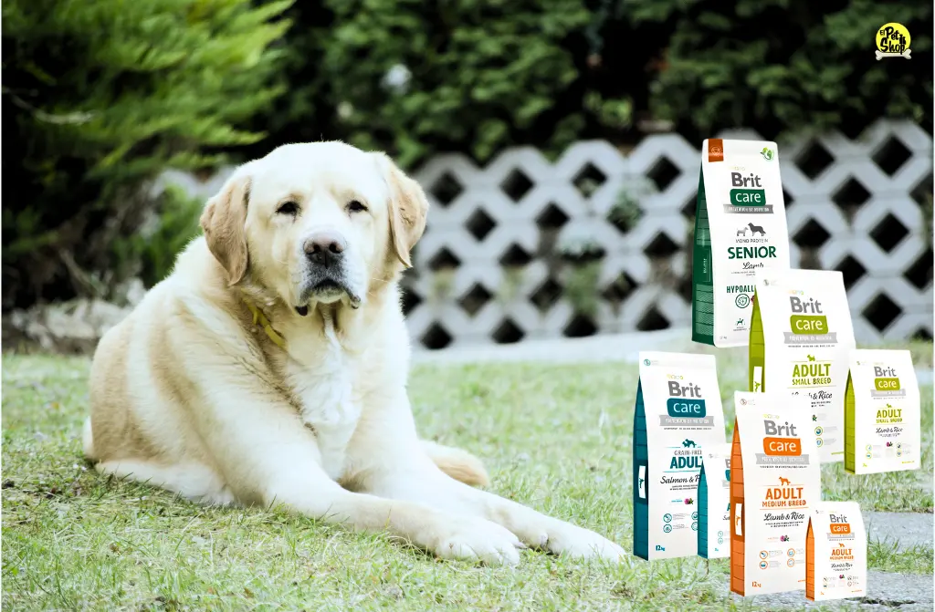 Comida para perros adultos: cómo elegir la mejor opción con Brit Care