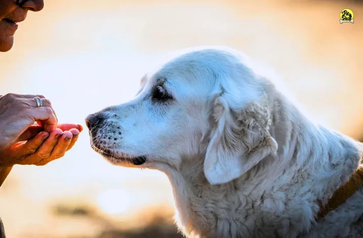 ¿Las hamburguesas y snacks Barker reemplazan la comida tradicional?