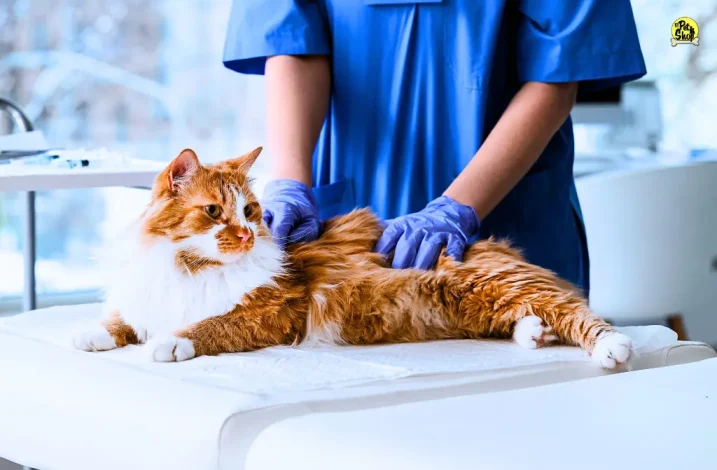 Problemas renales en gatos y los síntomas.