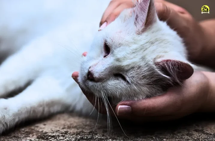 Problemas renales en gatos y sus causas.