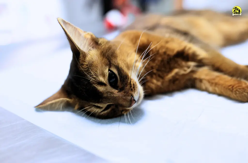 Problemas renales en gatos: cómo detectarlos y tratarlos a tiempo