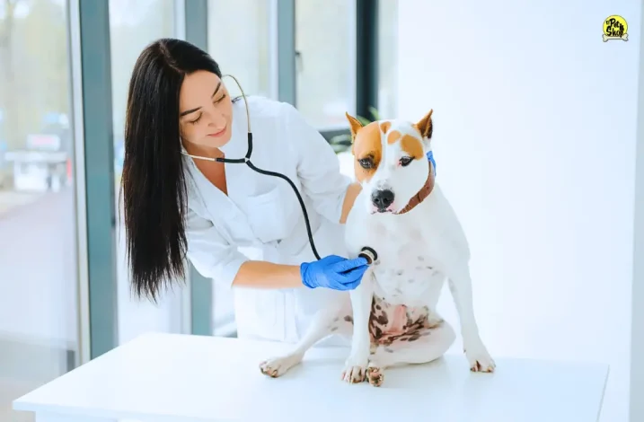 Azodyl en perros, recomedaciones.