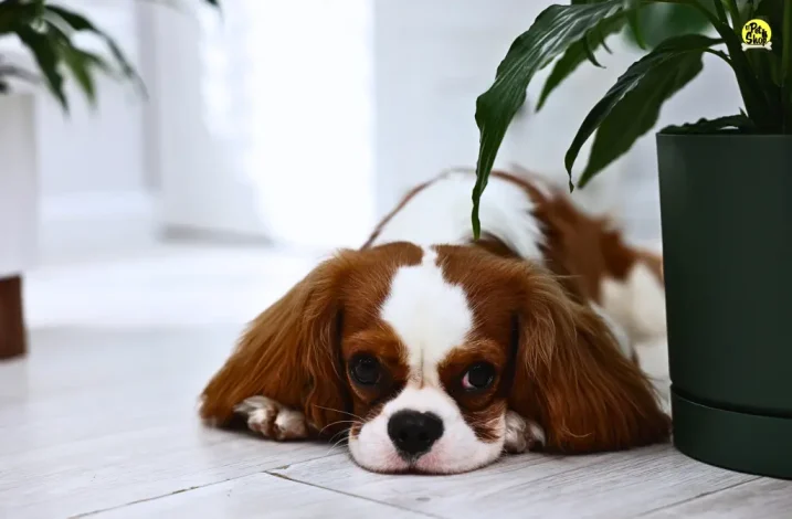 Problemas renales en perros.