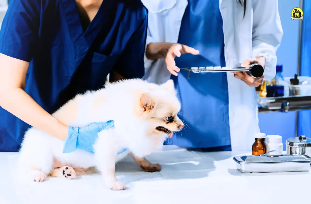 Azodyl en perros: ¿realmente ayuda a cuidar los riñones