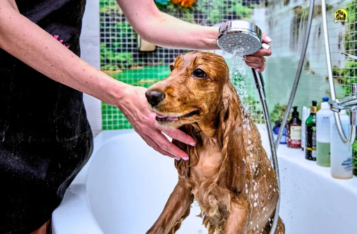 ¿Baño medicado o hipoalergénico? Cómo bañar correctamente a un perro
