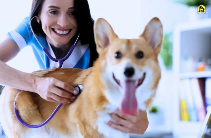 cardiología para perros.