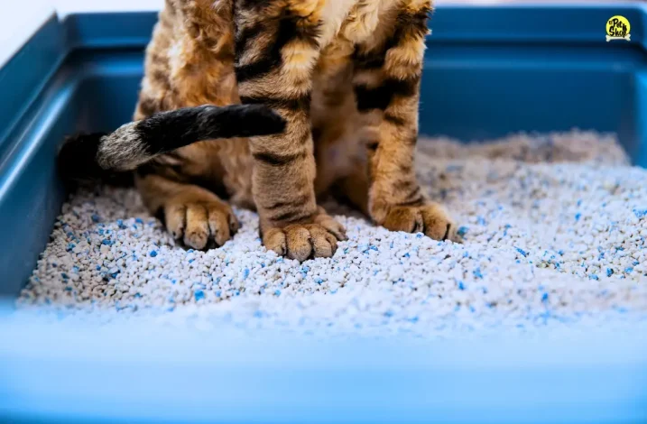 Arena aglutinante para gatos y otros tipos de arena.