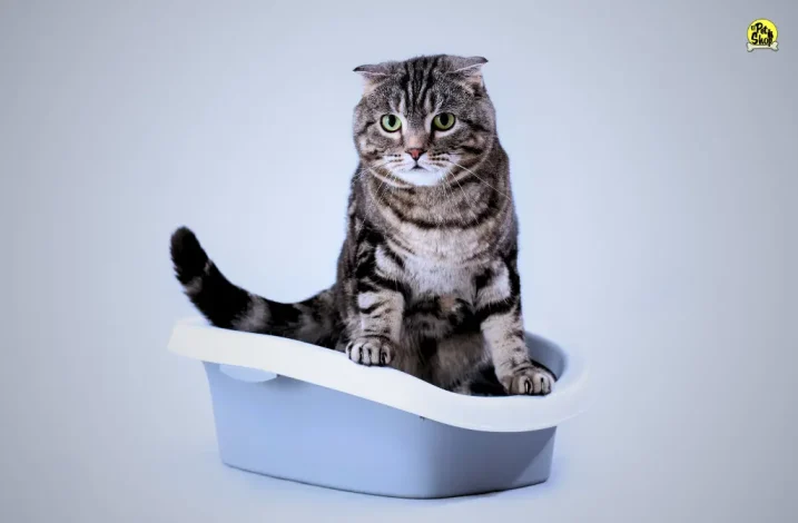 arena aglutinante para gatos, ¿cada cuanto cambiar?