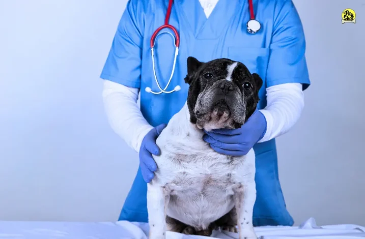 Fajas para perros en Miraflores.