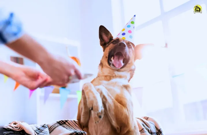 Tortas para perros en Lima.