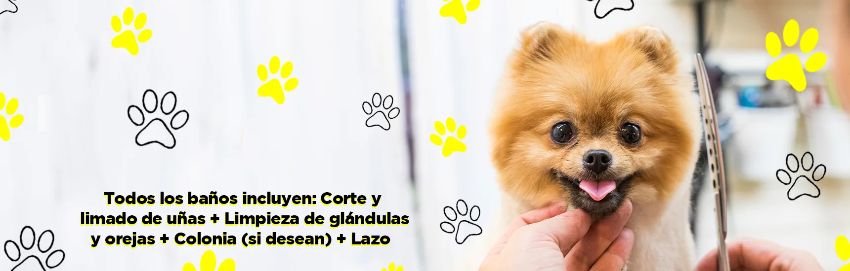 peluqueria canina baños para perros